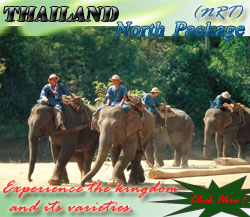 รูปช้างเชียงใหม่