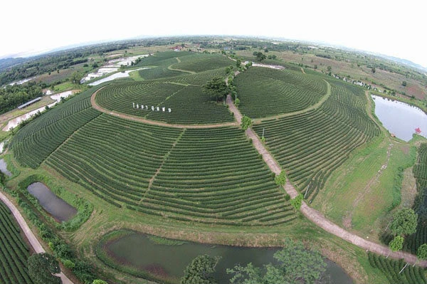 Choui Fong Tea Plantation