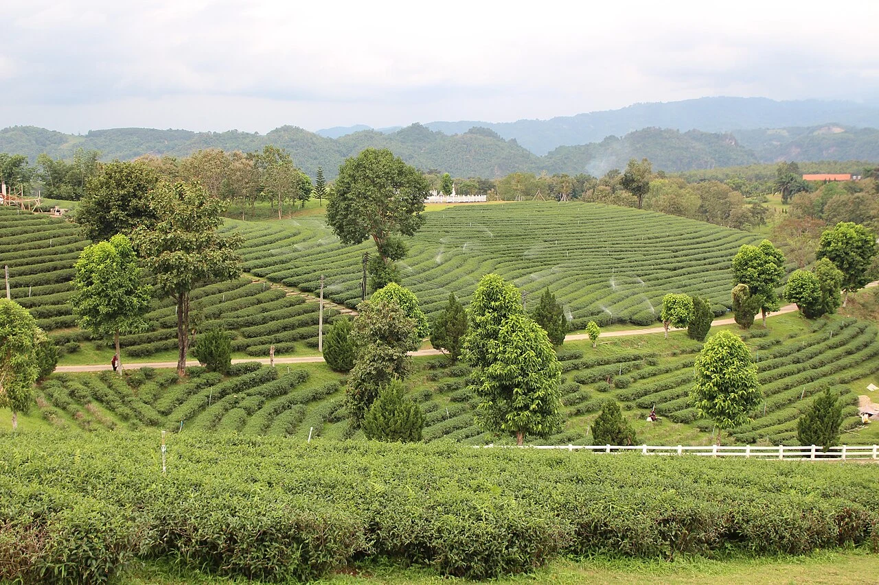 Choui Fong Tea Estate Chiang Rai