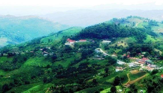 Doi Mae Salong Tea Mountains