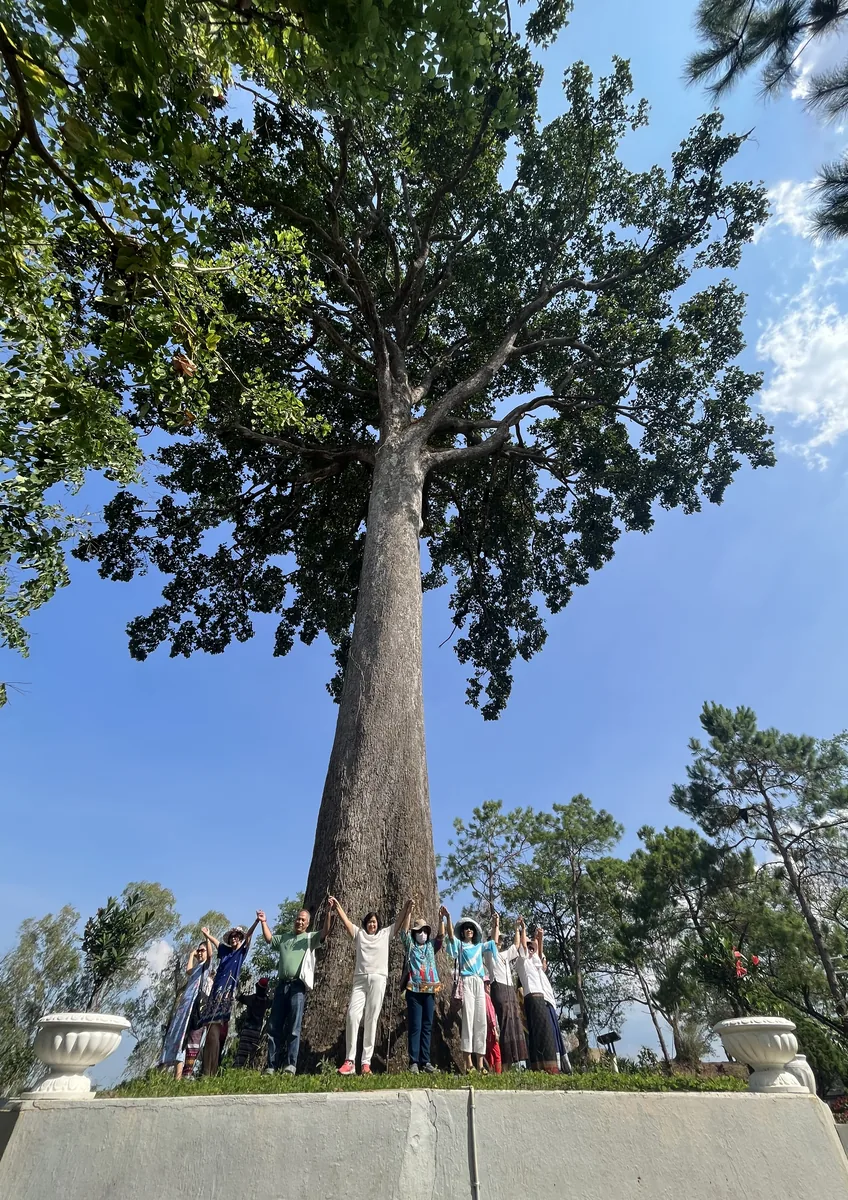 250-Year Giant Yang Tree